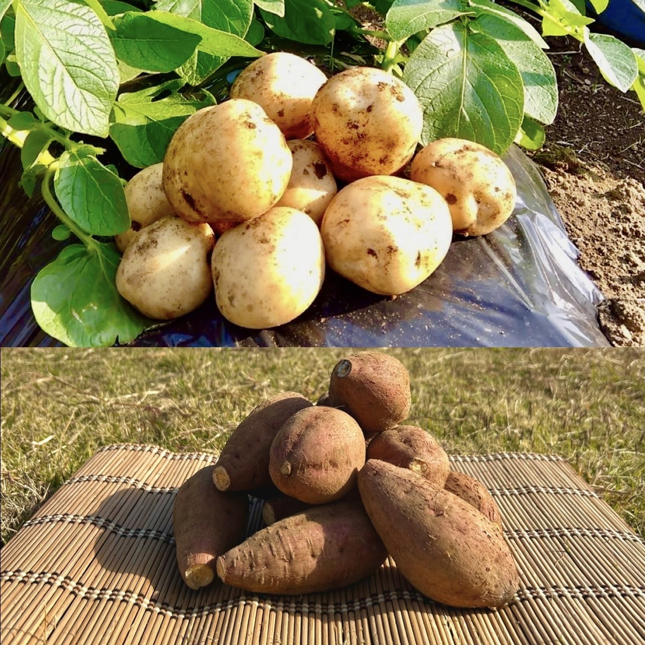 安納芋の産直通販・お取り寄せ商品｜ポケットマルシェ｜産地直送で旬の