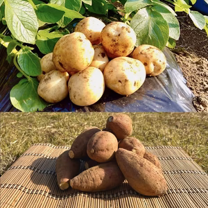 【期間限定】種子島産 新じゃが＆熟成安納芋(Sサイズ)｜旬の味わいセット