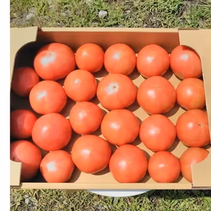 有機ＪＡＳ認証トマト！　大きさ不揃いたっぷり約4㎏　　