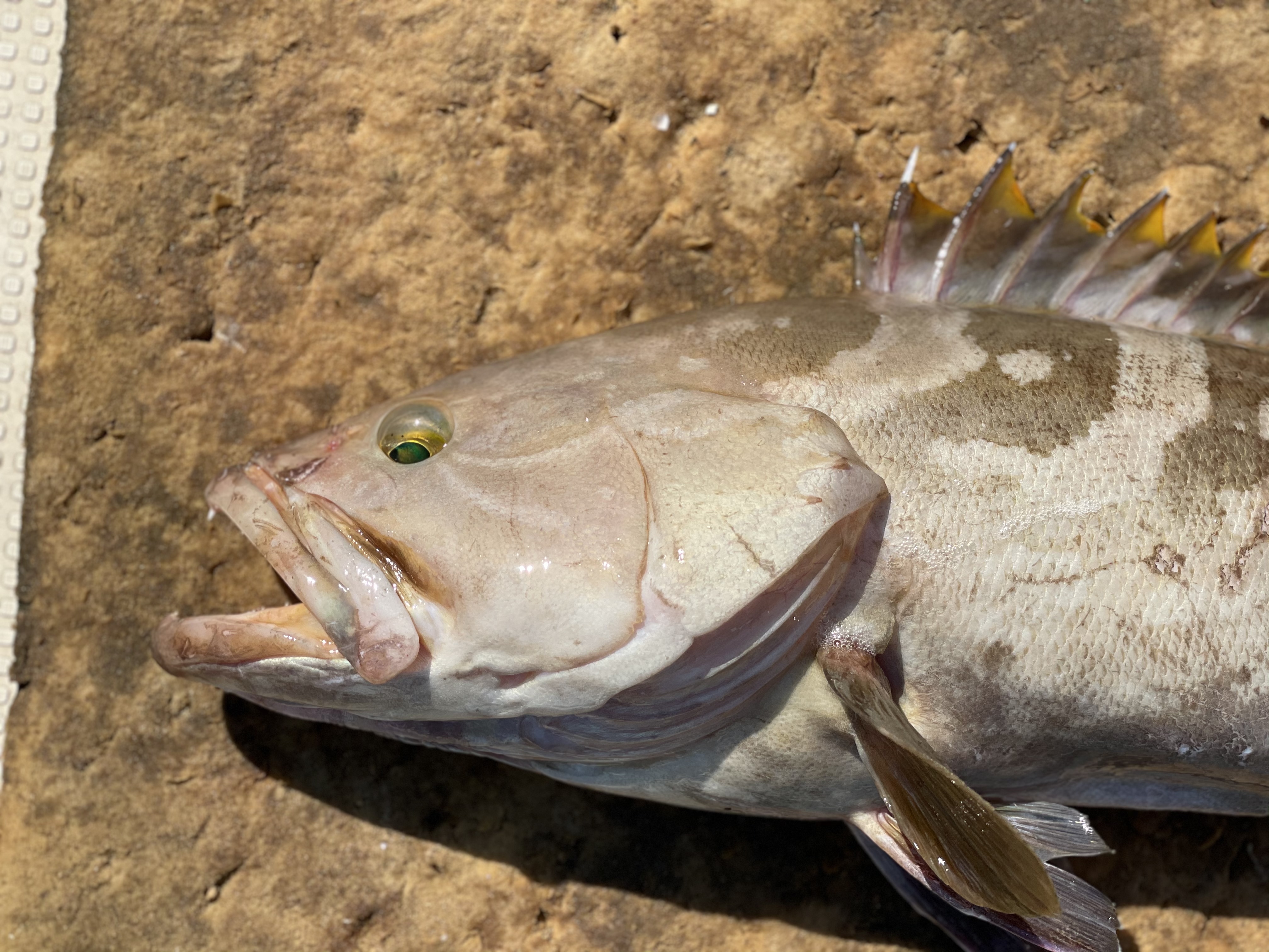 松島産 延縄漁で釣ったクエ 3 4kg 農家漁師から産地直送の通販 ポケットマルシェ