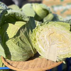 渥美半島 新鮮！やわらか春キャベツ 