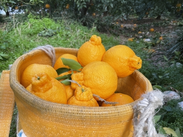 和歌山県有田市｜SHURIKEN FARM｜西川康二さんの生産者プロフィール