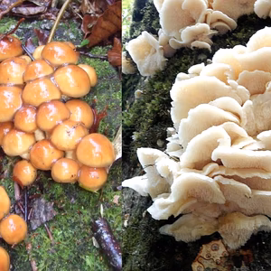 【山形県産 天然なめこ＋ぶなかのか】各１ｋｇのセットです。