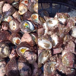 日向灘細島獲れ天然ミナ（大）・ギンタカハマセット