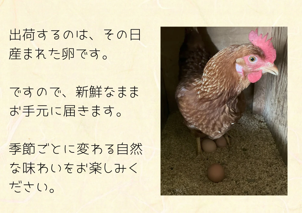 みたぼら農園の平飼い有精卵