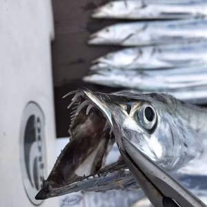 数量限定　一本釣り　太刀魚　釣りたてピチピチ　2尾セット（指4本サイズ）