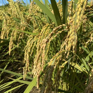 はなまる農園令和3年度産玄米コシヒカリ10キロ