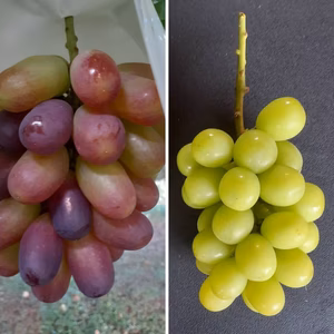 ウィンク＆シャインマスカット　つぶつぶ