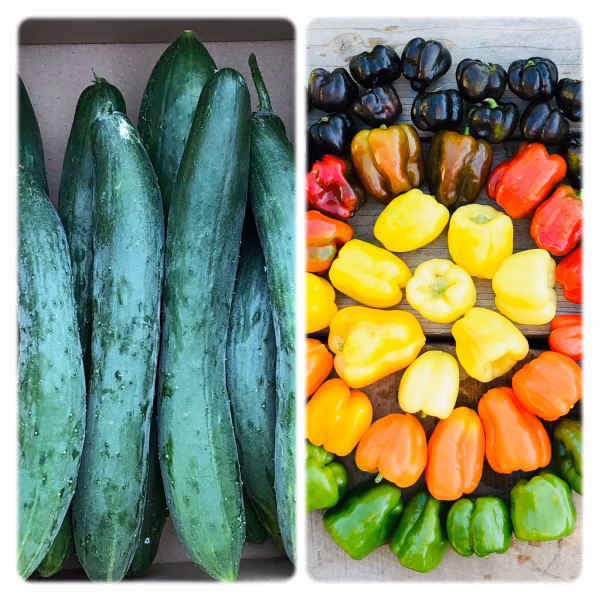 ”お得”『やみつききゅうり』と『旨ピーマン』『スイートパプリカ』セット！！夏を元