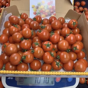 黒木園芸のフルティカ1キロ 