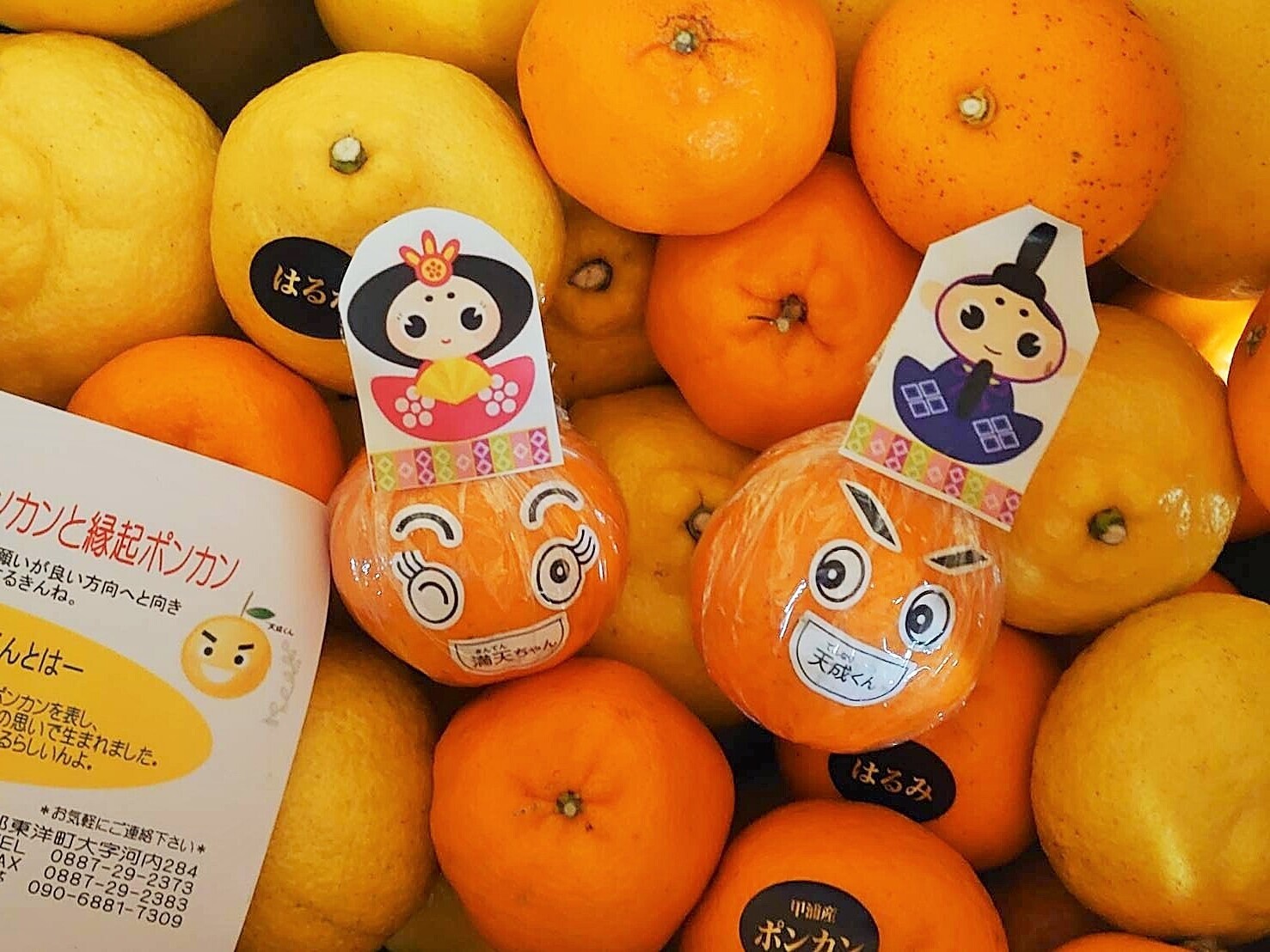 高知県安芸郡東洋町｜のりぽん農園｜伊達紀子さんの生産者プロフィール