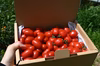 【全国送料無料】トマトベリー1kg+Nicoロッソ1kg
