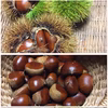 【9／中旬発送予定】秋の味覚です！　農薬不使用で育てました　栗