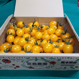 黄色だけにどっぷり浸かれる幸せ。ミニトマト黄色1.2kg【ブリリアンジャッロ】