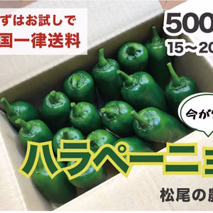 ハラペーニョ 500g（約１４〜２０個、大きさにより個数が変わります）