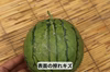 ご家庭用 ピノガール【タネごと食べれる小玉すいか】