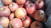 味に自信あり！訳あり、りんご「サンふじ」３、５、１０ｋｇ