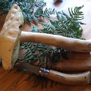 ◆早い者勝ち◆ニセコ産天然生ポルチーニ茸