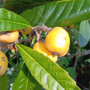 枇杷　肥料農薬除草剤不使用