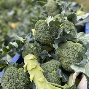 白菜大根ブロッコリー詰め合わせ