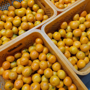 有田みかん【ゆら早生】小粒小玉3.5kg(箱込)