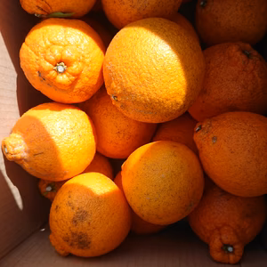 和歌山県産 訳あり 不知火 4.5キロ