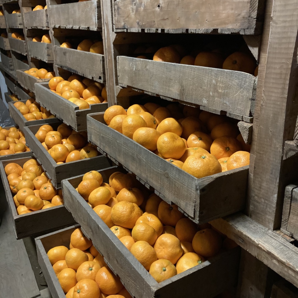 熟成蔵出し】大阪泉州青島みかんL Mサイズ（サイズ分量お任せ