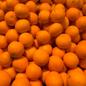 【濃厚で美味しい・５㎏】和歌山有田産！清見オレンジ