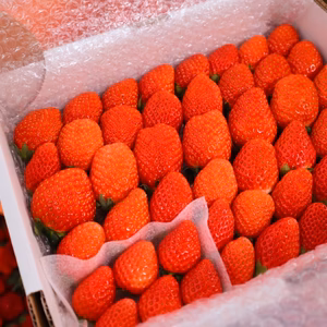 【福袋2026】トクトクいちごの宝石箱！食べ比べできる酵素栽培完熟いちご