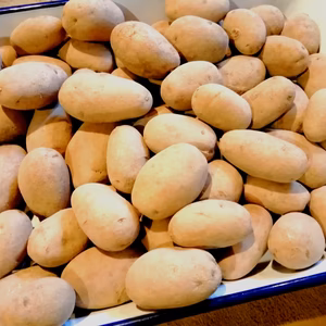 【山プレミアム ちびっこメークインじゃがいも】農薬不使用　無施肥栽培