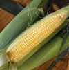 【8月の予約】どちらも生食OK‼︎とうもろこし(味来)と(ピュアホワイト)