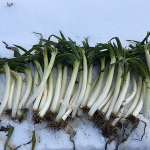 トロける雪下ネギ