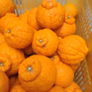 【訳あり】広島県産　でっかいサイズ不知火(デコ)　4.5kg(箱込み)