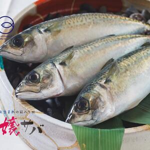 【数量限定】生食用・鳥取産「お嬢サバ」1尾～(1尾約250～350g)複数注文可