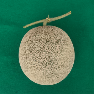 北海道栗山町産　幻のメロン(青肉)