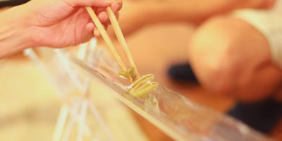 "食べる"を遊ぶ。秋田発「流しじゅんさい」に自宅で挑戦！