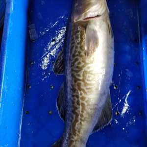 イチマン❗活　保存中❗真タラ(オス)