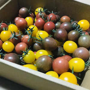 ミニトマト3色詰め合わせセット
