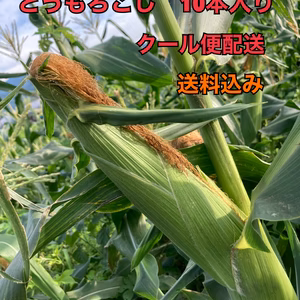 甘さ抜群！農薬不使用とうもろこし【ほおばりコーン】