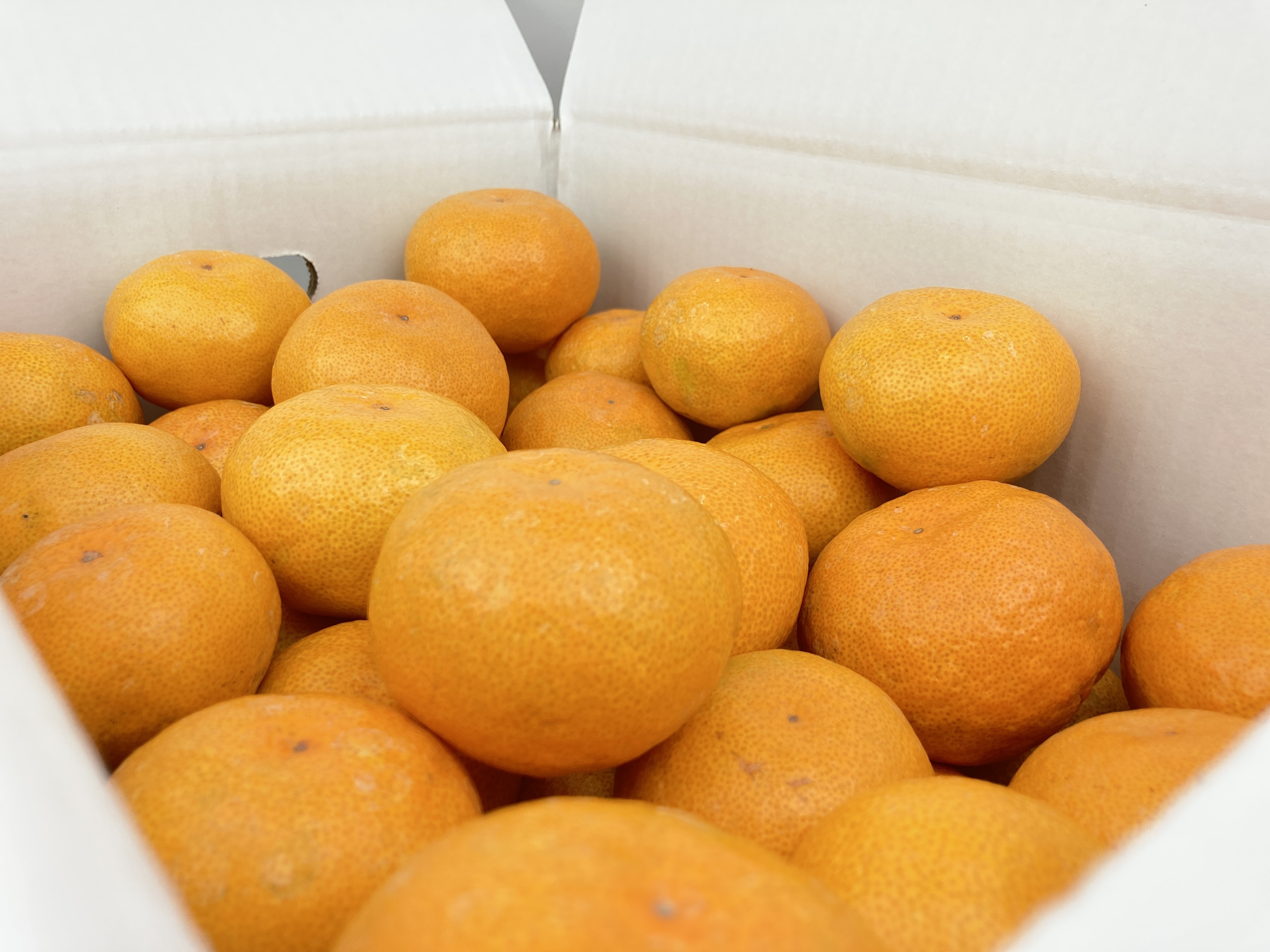 みかん　複数購入品 せとか 5kg サイズ混合 家庭用 柔らかい果肉 愛媛 みかん 一部