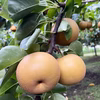 福島の梨☆完熟豊水☆規格外の大きさ！贈り物･ギフトにも