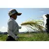 [新米]   新潟県産　業務用米(無洗米)    25kg     令和5年産