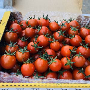 訳ありミニトマト 1kg