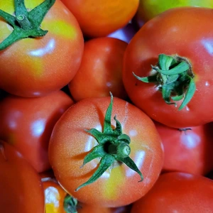 JAS有機☆特別栽培畑終いの野菜たちトマト付きをモリって☆信州諏訪湖の畔から