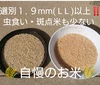 お米の旨味たっぷり自然栽培２年産「ひとめぼれ玄米」４kg