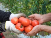 【今が旬】味が濃い！高糖度フルーツトマト"木瀬恋味トマト"