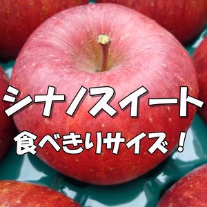 近日中発送！シャキッ！甘～い！小玉 食べきりサイズ！シナノスイート