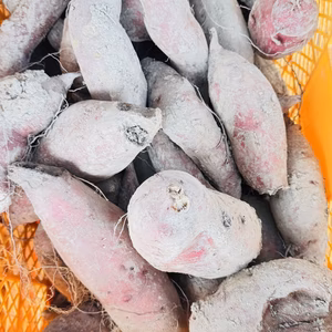 【1ヶ月熟成 訳あり シルクスイート 5kg】