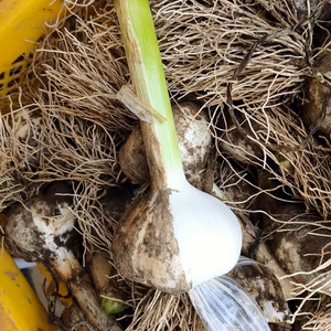 自分で皮をむいて気分爽快★にんにく皮むき体験セット12個★パチャママ農園