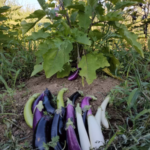 夏だ！　ナス食べ比べセット　農薬化学肥料不使用